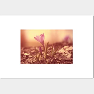 Crocus Posters and Art